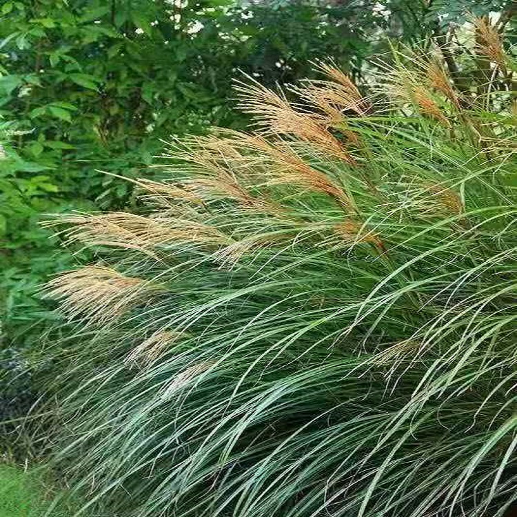 冠森  晨光芒苗圃直供  假山绿化美化用苗