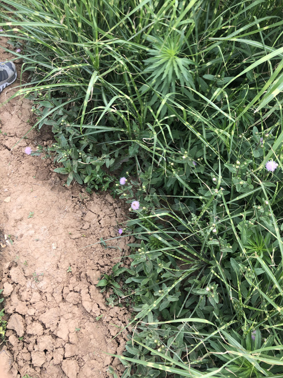 水生植物  斑叶芒报价  植株美观