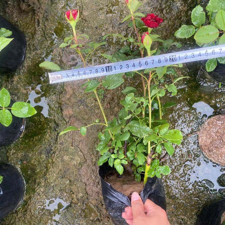 月季报价 中嘉种植基地月季花 价格从优
