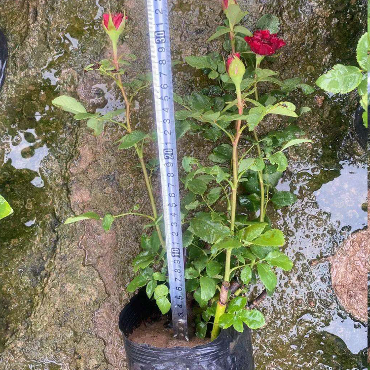 月季花 品质优良 中嘉种植基地月季出售