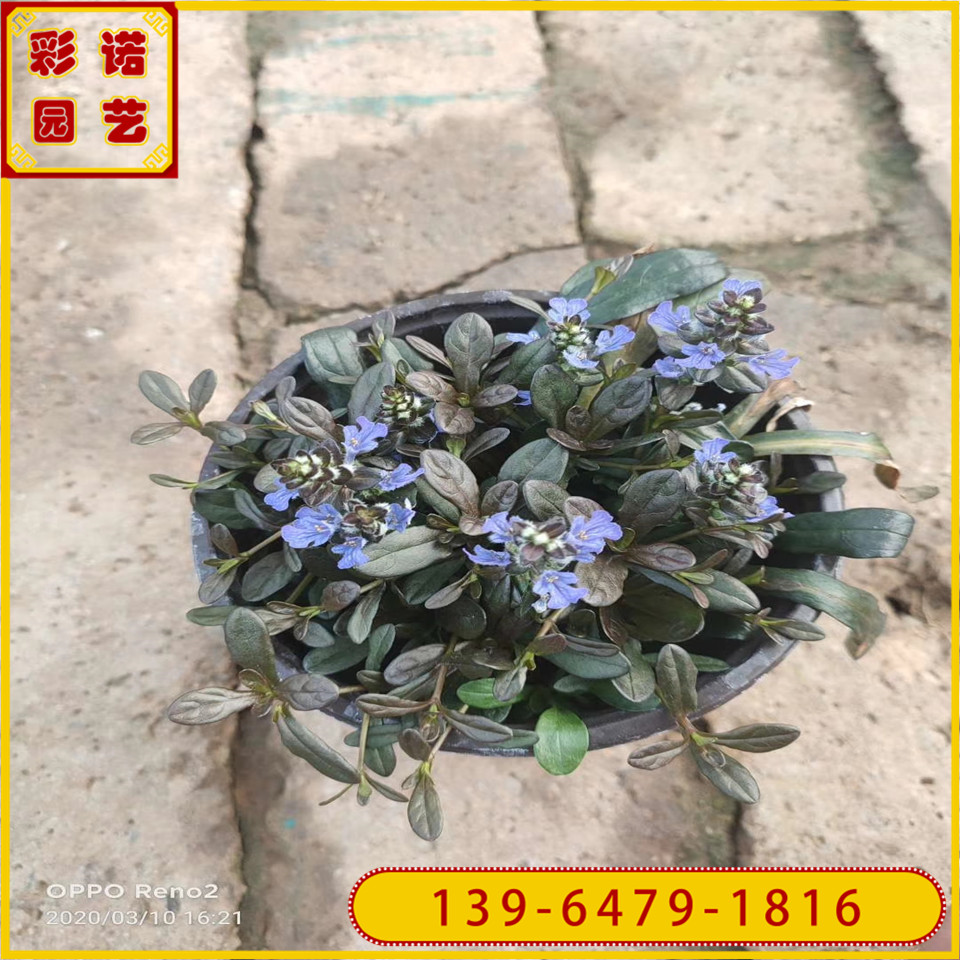 山东多花筋骨草种苗 白毛夏枯草黑杯苗价格 蓝花筋骨草小苗