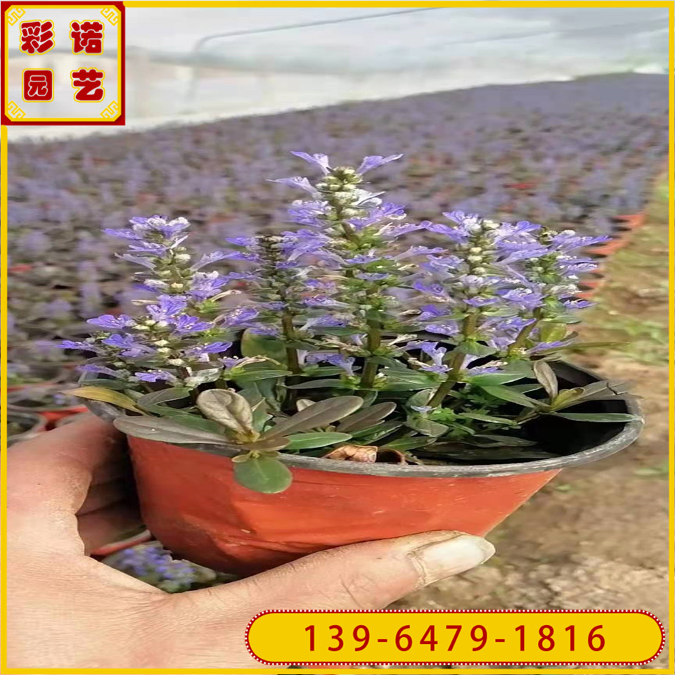  匍匐筋骨草容器苗  日本多花筋骨草绿化工程苗苗大量供应