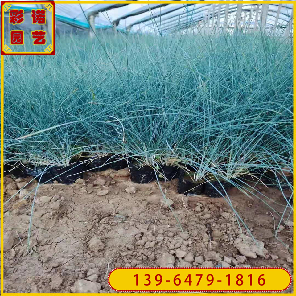 蓝羊茅黑杯苗 基地供应蓝羊毛容器苗 青州蓝色观赏草