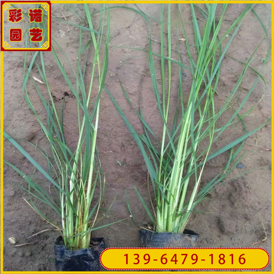 紫穗狼尾草小苗价格 多年生紫穗狼尾草杯苗  山东观赏草种植基地