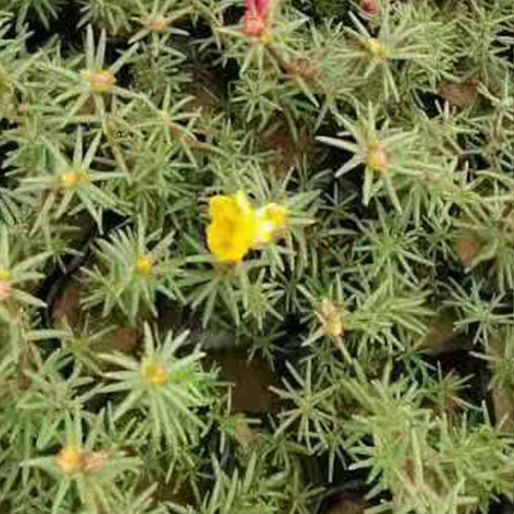 庭院用半枝莲 花繁艳丽 青州花卉半枝莲出售
