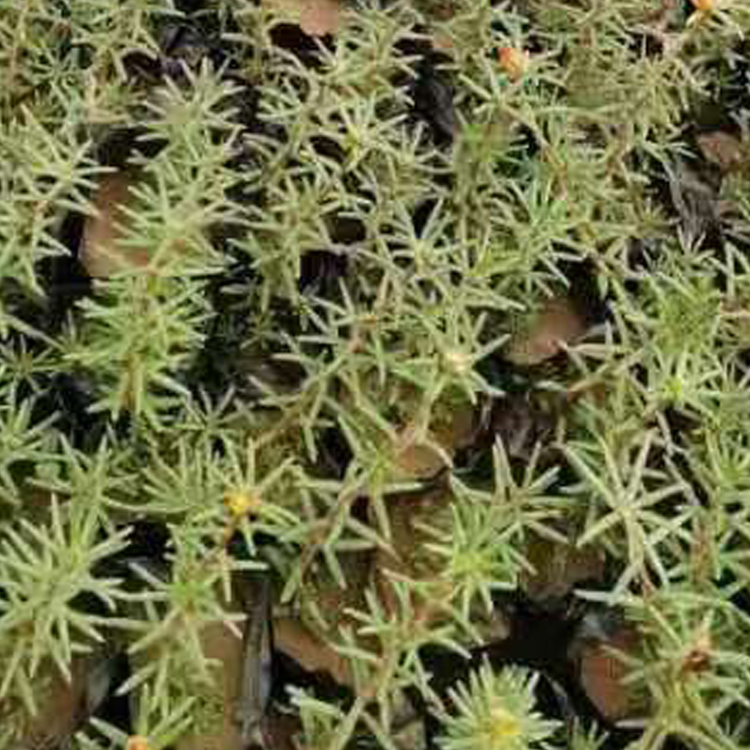 半枝莲盆栽 丛生密集 山东种植基地半枝莲批发