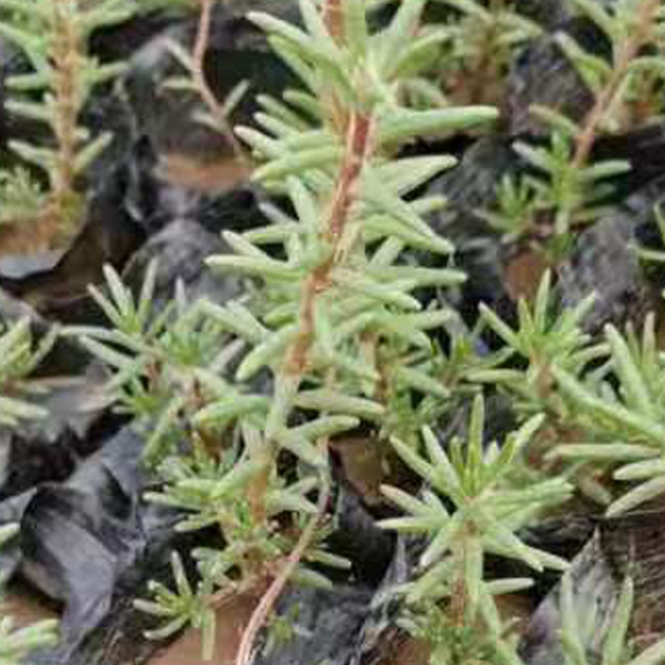 山东种植基地半枝莲出售 半枝莲盆栽 花期又长