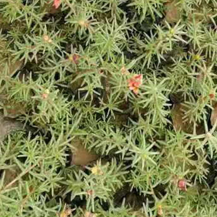 山东花卉半枝莲行情 庭院用半枝莲 花期又长
