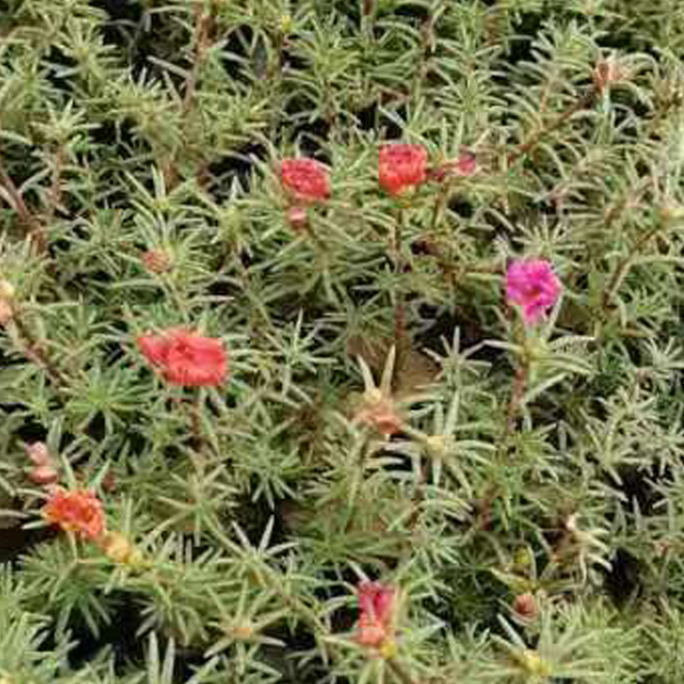 青州花卉半枝莲出售 庭院用半枝莲 花境栽植