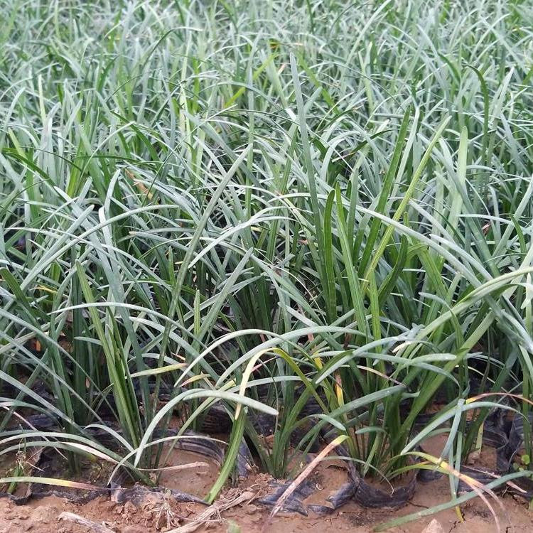 观赏草类植物  青绿苔草小苗  四季常绿