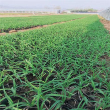 庭院绿化青绿苔草栽种苗  青绿苔草批发  叶量大而密集