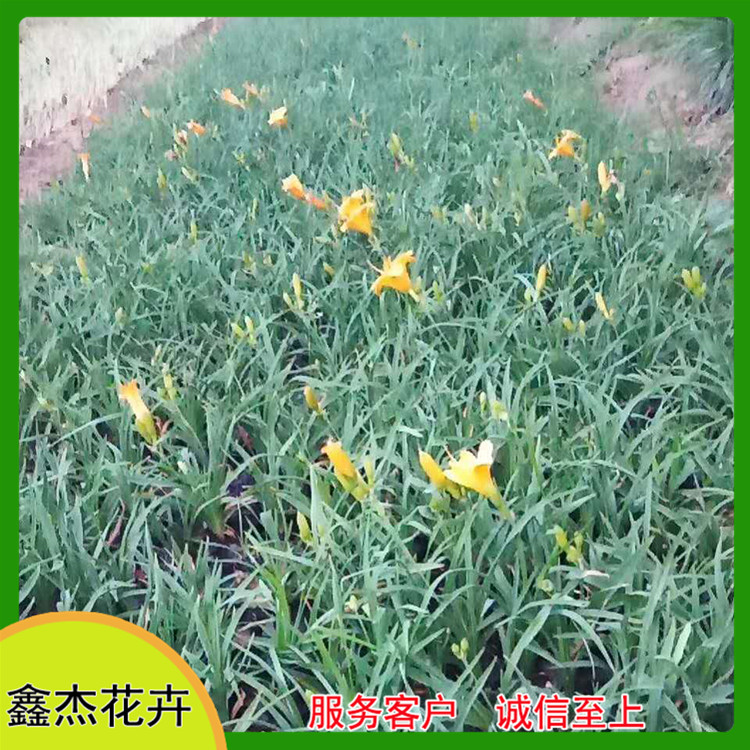 绿地点缀金娃娃萱草  金娃娃萱草批发  株型矮壮