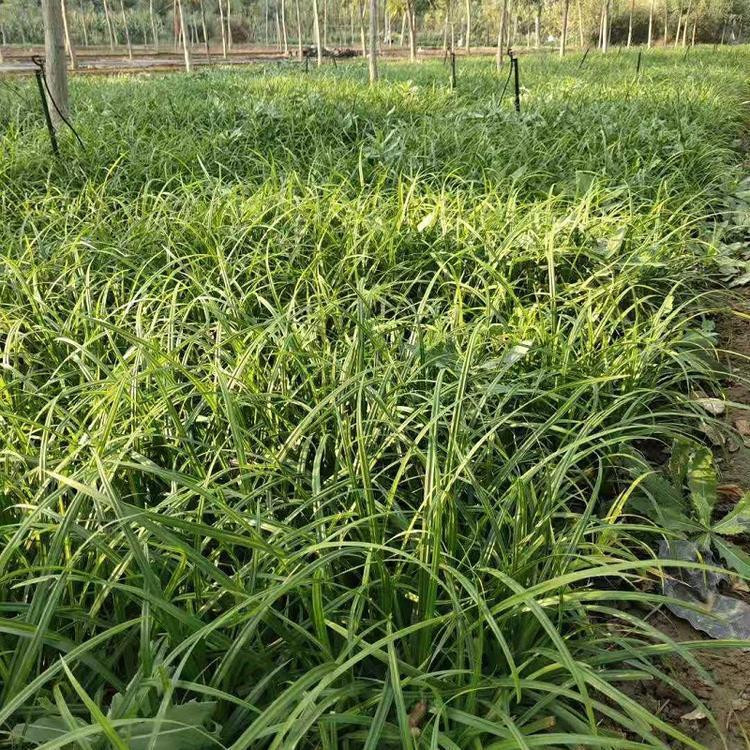 公园绿化青绿苔草  青绿苔草价格  春季鲜绿色观赏性好
