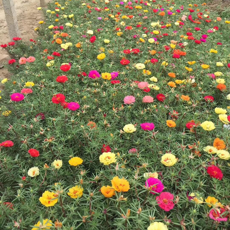 花坛点缀半枝莲  半枝莲报价  公园草坪点缀用花