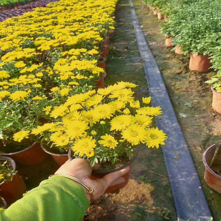 国庆菊种植基地  国庆菊报价  基地供应