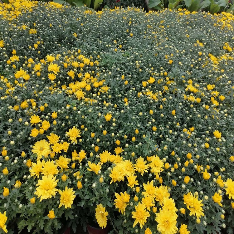 盆栽国庆菊基地  国庆菊报价  花姿优美