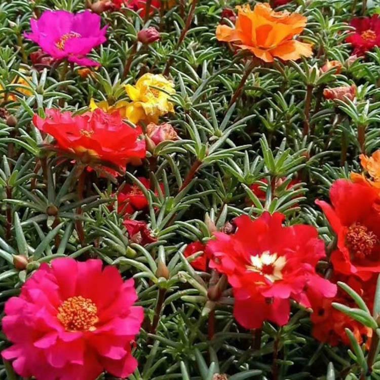 租摆花卉半枝莲  半枝莲小苗易成活  花期长，观赏性好