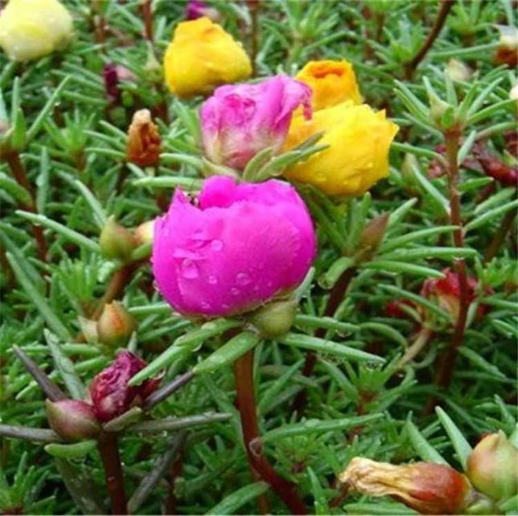 时令草花半枝莲  太阳花小皮桶  花期长，观赏性好