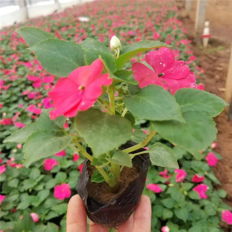 格圣  非洲凤仙批发 花型美观姿态优美