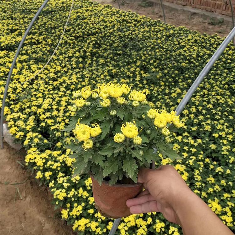 盆栽国庆菊基地  国庆菊供应商  花朵紧密