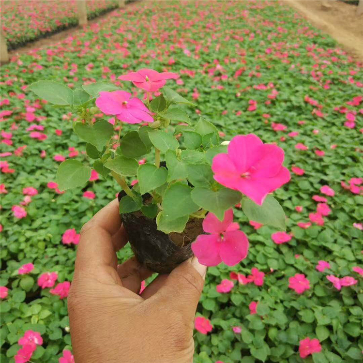 格圣  非洲凤仙批发 花色品种丰富
