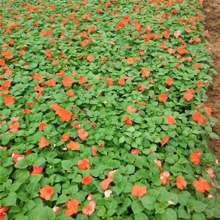 格圣  非洲凤仙报价 花型美观姿态优美
