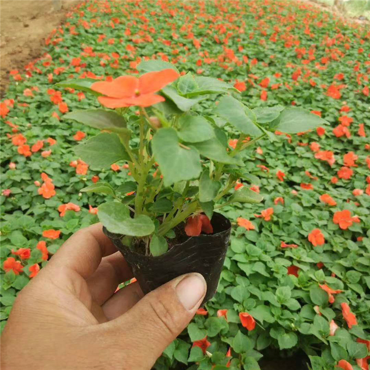 格圣  非洲凤仙批发商 花色品种丰富