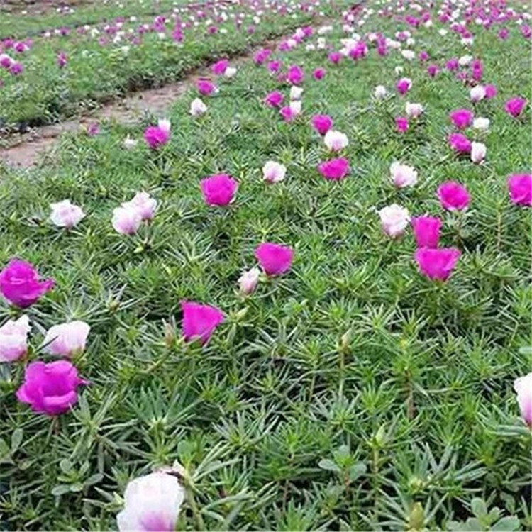 时令草花半枝莲   半枝莲小苗易成活  量大优惠