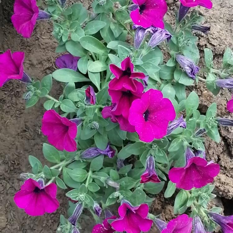 牵牛花   垂钓牵牛  牵牛花苗子报价