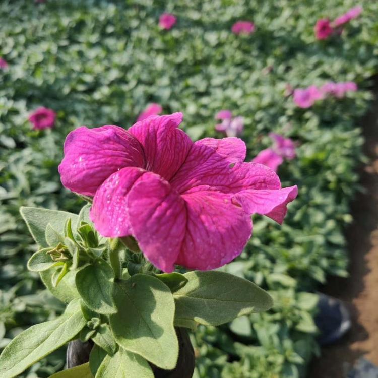 牵牛花   垂钓牵牛  牵牛花苗子