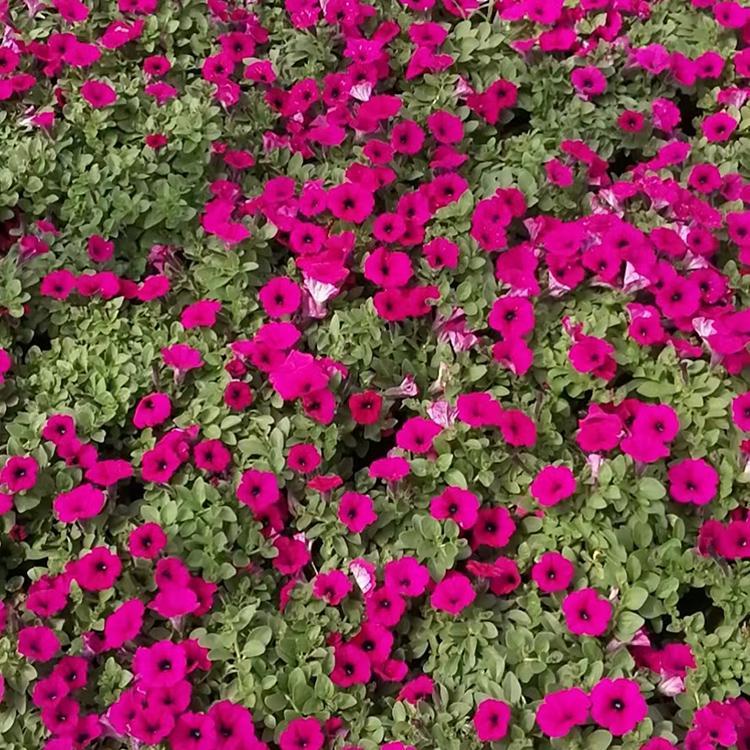 时令花卉 矮牵牛 五彩牵牛价格