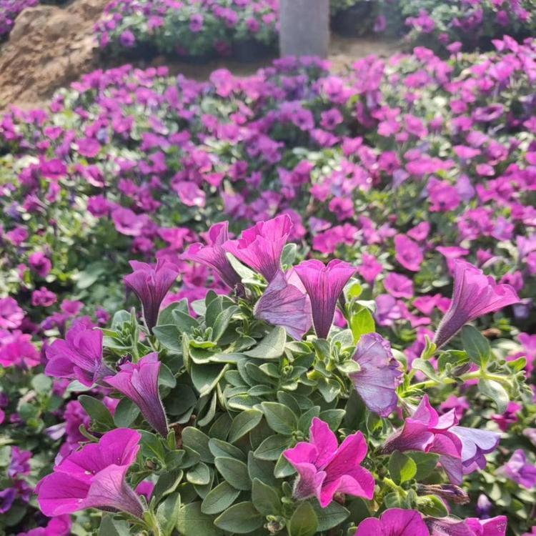 时令花卉 矮牵牛 五彩牵牛出售