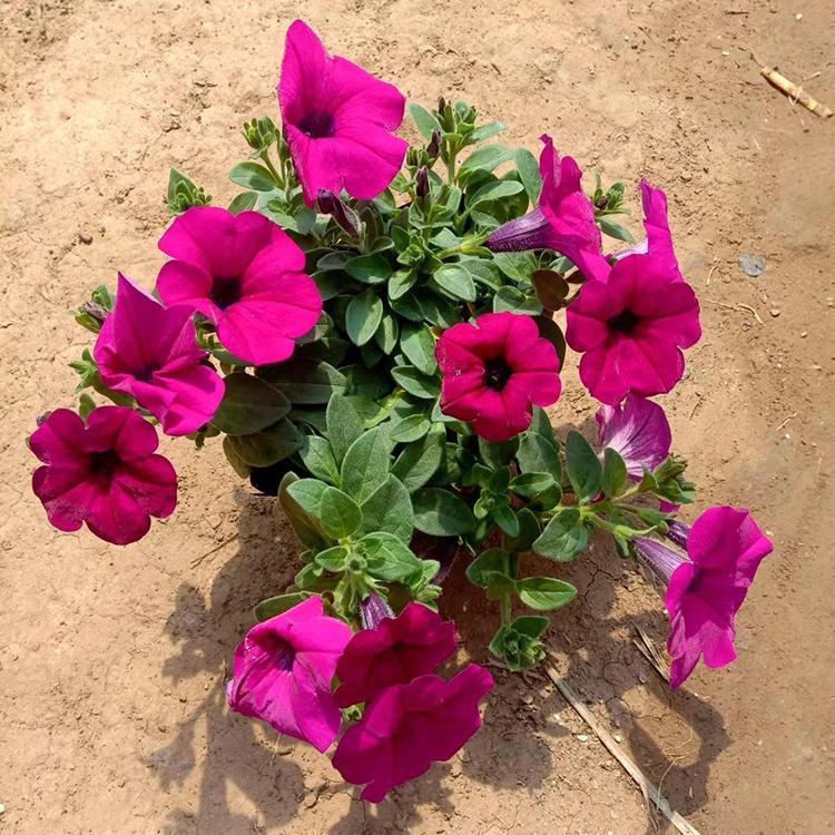 垂钓牵牛  牵牛花  矮牵牛批发