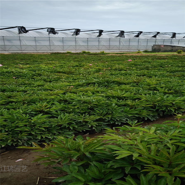 四川芍药批发商 芍药绿化用苗供应 江瑞