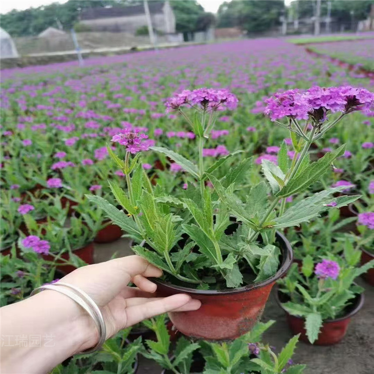 新疆马鞭草直销商 马鞭草花海 全国配送 江瑞