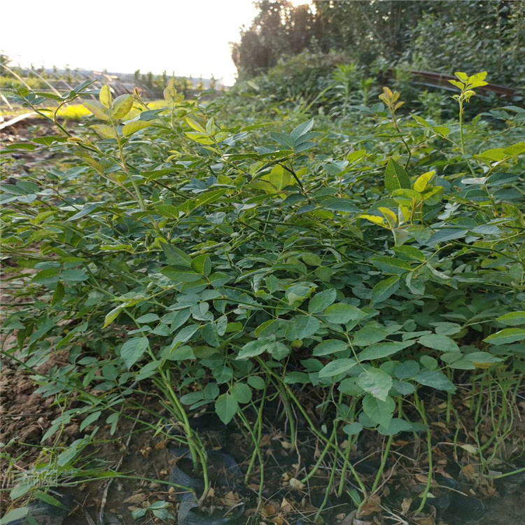 三级蔷薇基地 小区栅栏绿化大花蔷薇 江瑞
