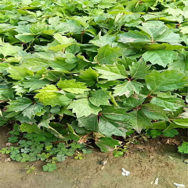 三叶地锦营养杯苗 甘肃三叶地锦种植基地 全国发货