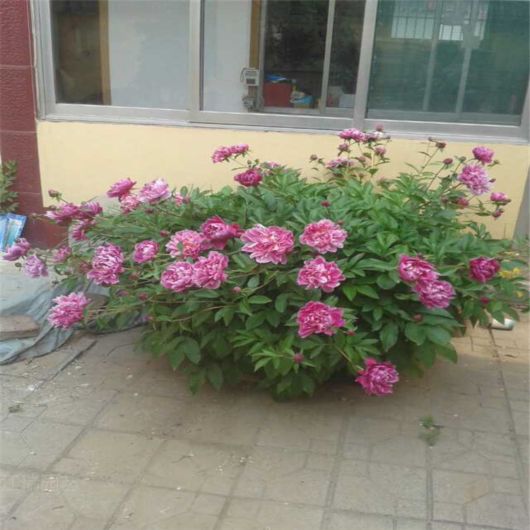 盆栽芍药直销商 江瑞绿化芍药小苗 全国配送