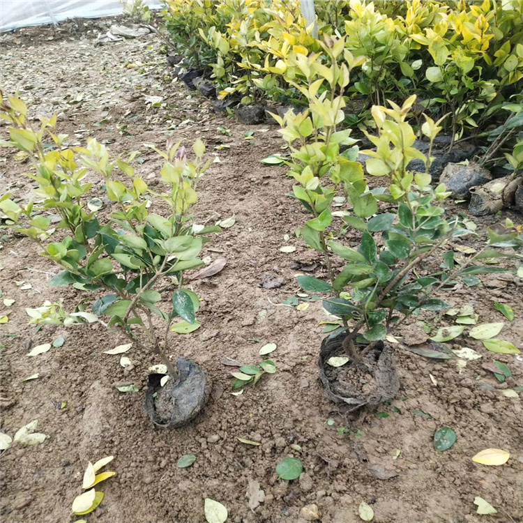 水蜡种植方法 江瑞水蜡直销商 全国配送
