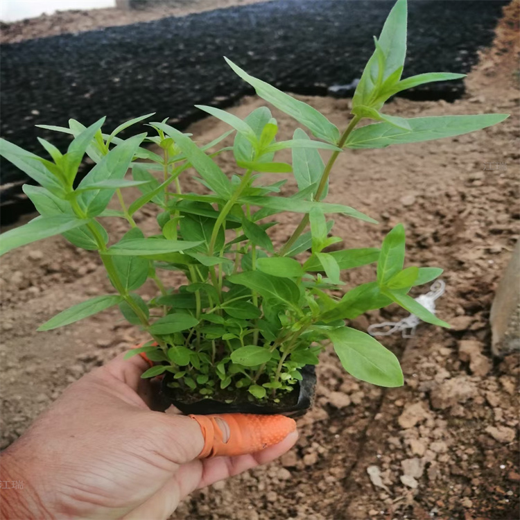 福建千屈菜出售 千屈菜种植户 千屈菜种苗