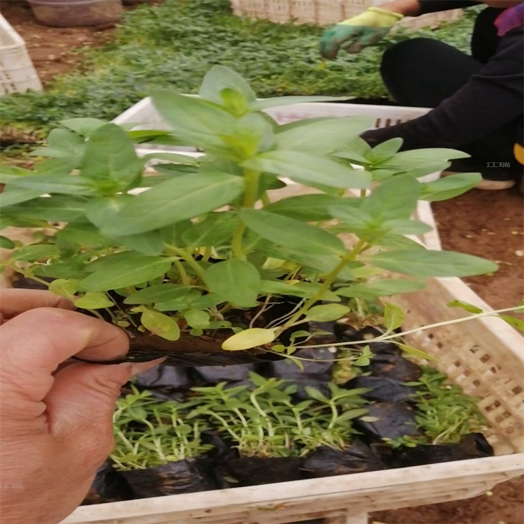 千屈菜 广东水生千屈菜直销商 江瑞