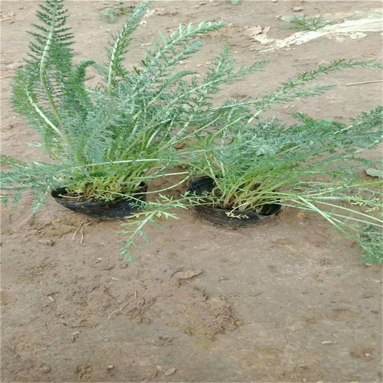  蓍草种植方法 蓍草蓍草种植种苗批发 江瑞直销商