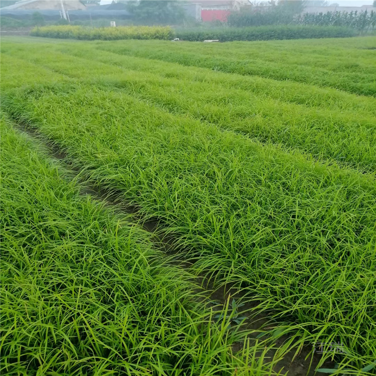 供应绿化青绿苔草种植户 多芽青绿苔草 成活高 全国配送