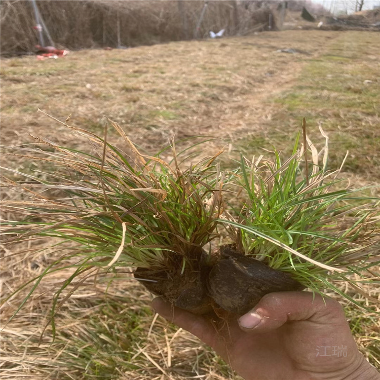 市政绿化青绿苔草批发 江瑞青绿苔草直销商