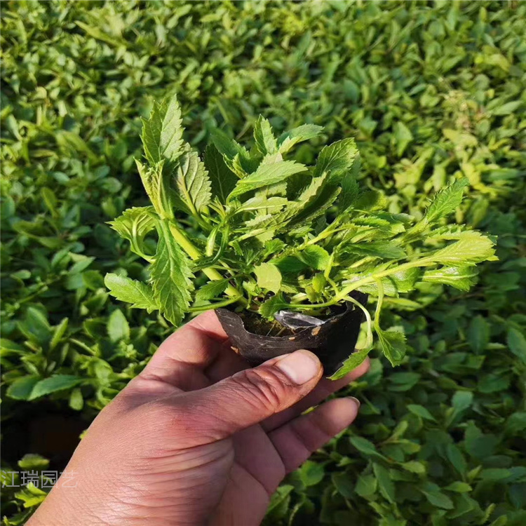 宁夏柳叶马鞭草批发 桑托斯马鞭草基地 成活高 花期长
