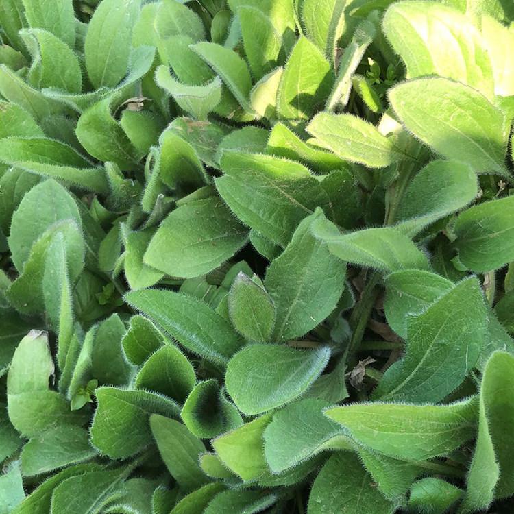 宿根花卉  山东黑心菊  花期又长