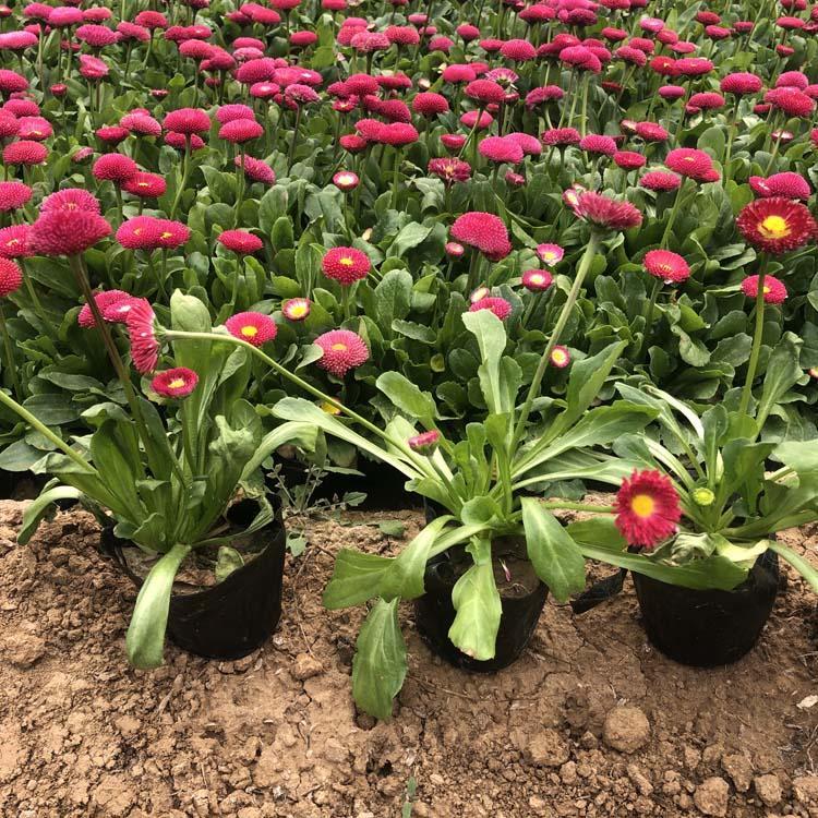 花海用花雏菊  雏菊报价  花朵整齐，色彩明媚素净