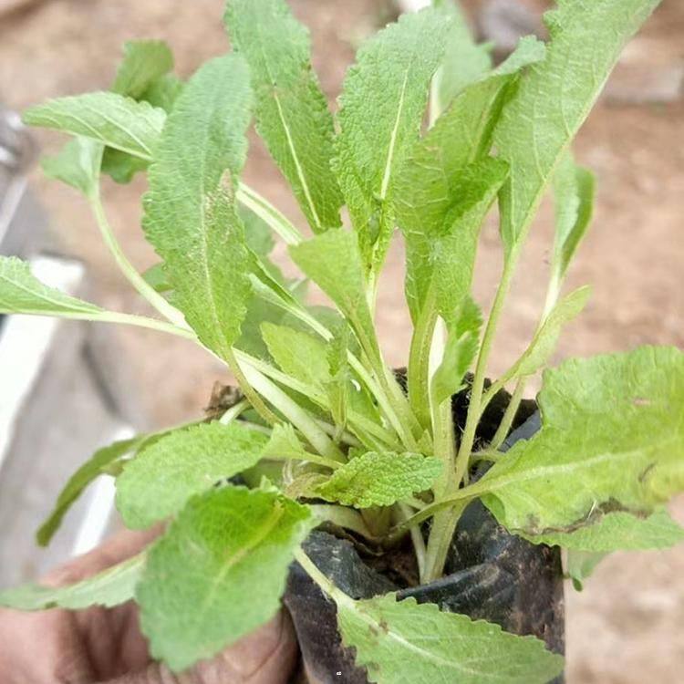 青州  蓝花鼠尾草基地  蓝紫色花海