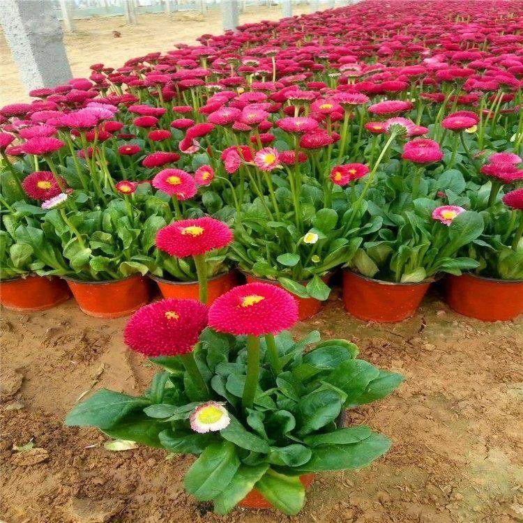 雏菊批发  雏菊盆栽  多年生草本菊花苗