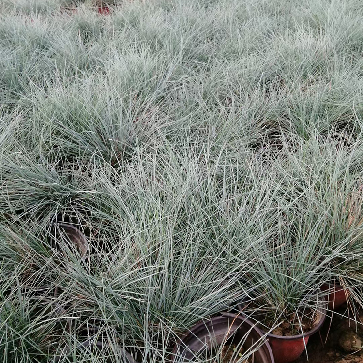 观赏草花  蓝羊茅批发  可用于花坛、花镜镶边用